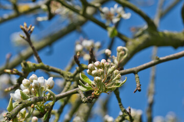 Fruit tree blossoms in spring, macro, close-up, apple, cherry, pear