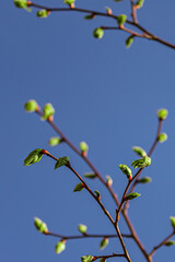 Young green buds on a tree against a blue sky. Young leaves on a tree branch. Juicy greens. Awakening of nature in spring. Sunshine. Warm season.