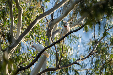 cockatoo and corella sitting on a branch in a gum tree in the bush in australia 