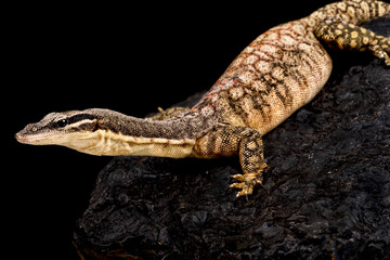 Kimberley rock monitor (Varanus glauerti)