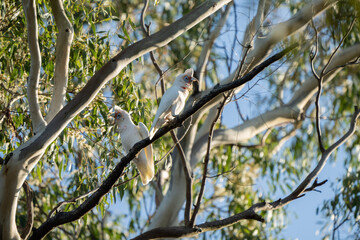 cockatoo and corella sitting on a branch in a gum tree in the bush in australia 