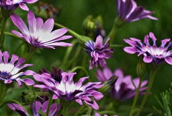 Fototapeta premium Purple flower on the meadow and green background