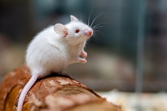 Fluffy white mouse with red eyes