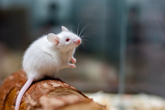 Fluffy white mouse with red eyes