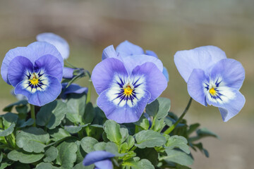 Three light blue pansy blossoms. Popular ornamental plant for flower bowels, graveyards etc...