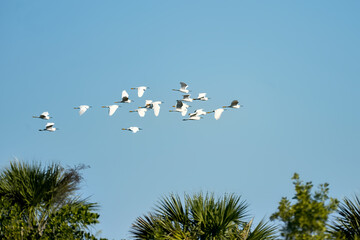 Flock of snowy egrets flying over the vegatation