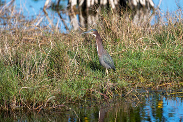 Green heron searching for fish in the lagoon