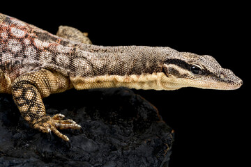 Kimberley rock monitor (Varanus glauerti)
