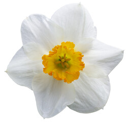 white daffodil on transparent background.