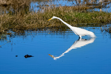 American white egret hunting along side alligator in the water