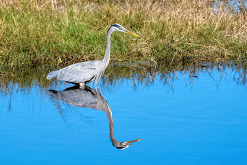 Blue heron with reflection of hunting skills