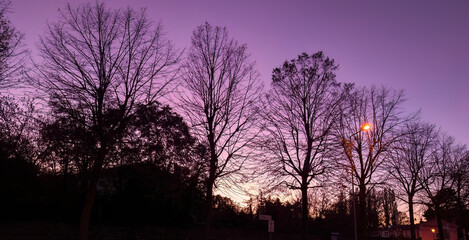 Sunset with Bare Trees in Silhouette