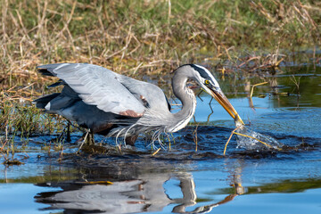 Blue heron making a splash as he pulls his dinner out of the water