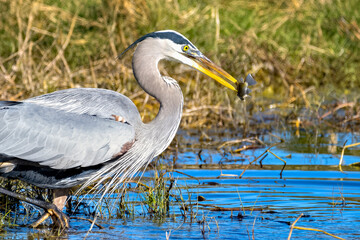 Blue heron with fish in his bills
