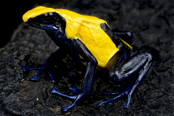 Dyeing poison dart frog (Dendrobates tinctorius)