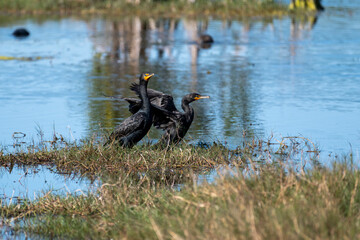 The cormorant's bill is hooked at the tip. The anhinga's bill comes to a sharp point. 