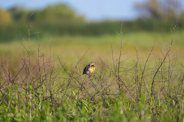 Meadowlark in field