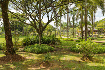 Palm collection in сity park in Kuching, Malaysia, tropical garden with large trees and lawns.
