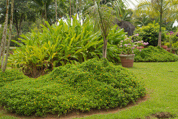 Palm collection in сity park in Kuching, Malaysia, tropical garden with large trees and lawns.