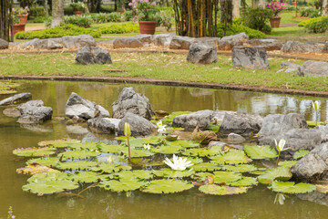 Palm collection in сity park in Kuching, Malaysia, tropical garden with large trees, pond with small waterfall, waterlily