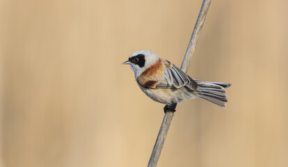 Eurasian Penduline Tit  at the wetland in spring