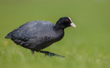 Eurasian coot - adult bird in spring