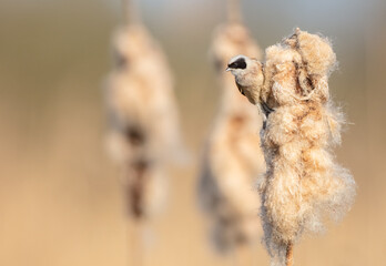 Eurasian Penduline Tit  at the wetland in spring