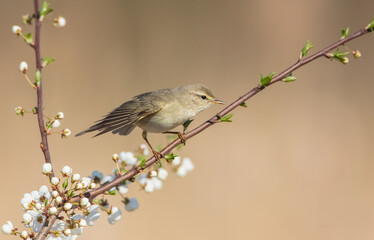 Willow warbler in early spring at a wetland 