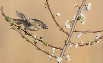 Willow warbler in early spring at a wetland 