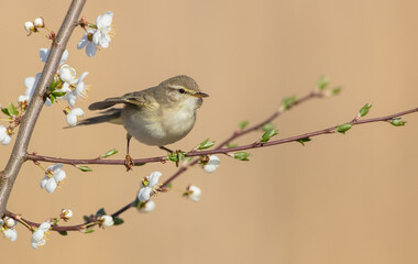 Willow warbler in early spring at a wetland 