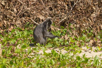 Silvery lutung or silvered leaf langur monkey (Trachypithecus cristatus) feeding in Bako national park on the sand beach.