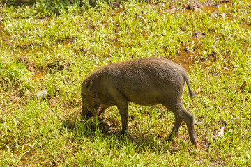 Bearded pig (Sus barbatus barbatus)  feeding in Bako national park on grass.