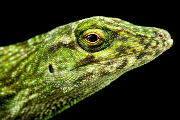 Neotropical Green Anole (Norops biporcatus)