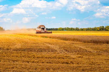 The combine rides through the field and harvests the wheat crop on an autumn day