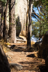 Trees and shrubs in the Australian bush forest. Gumtrees and native plants growing in Australia 