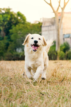 Retrato de perro corriendo
