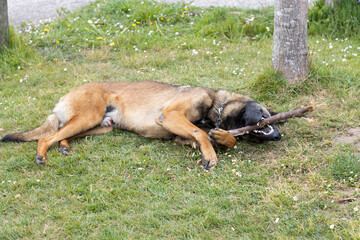dog breed malinois on the grass biting a stick