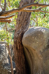 Trees and shrubs in the Australian bush forest. Gumtrees and native plants growing in Australia 