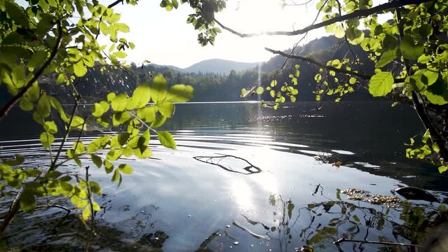 Vue d'un lac calme derri&egrave;re des branches et des feuilles