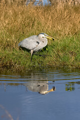 Blue heron walking up the bank after catching fish from the water