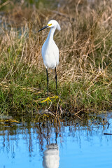 Fototapeta premium Snowy Egret - They use their famous yellow feet when fishing, an egret likes to extend and wiggle its toes in cloudy water in an effort to frighten the fish, 