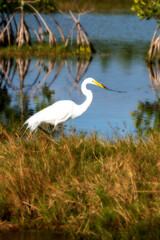 Great Egret - The graceful, all-white Great Egret stands over 3 feet tall, with a lissome, S-curved neck, dagger-like yellow bill, and long black legs. 