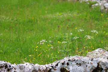 Wild flowers and rocks on the meadow. Selective focus.