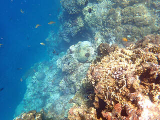 Fototapeta na wymiar colorful underwater landscape on the philippine islands