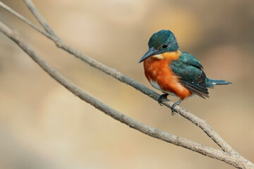 American Pygmy Kingfisher about to dive in river to catch fish