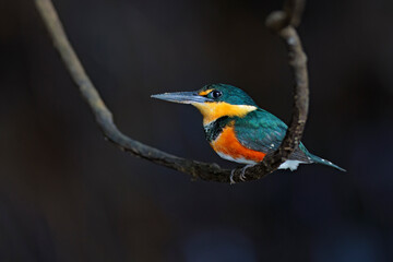 American Pygmy Kingfisher about to dive in river to catch fish