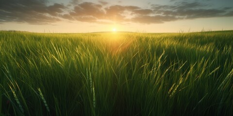 Obraz na płótnie Canvas summer or spring Green Grass Background With Sunset Views