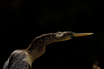 Anhinga