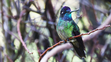 Talamanca hummingbird, colorful jewel of Costa Rica