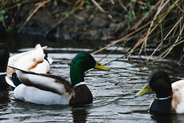 Male duck swimming on the water